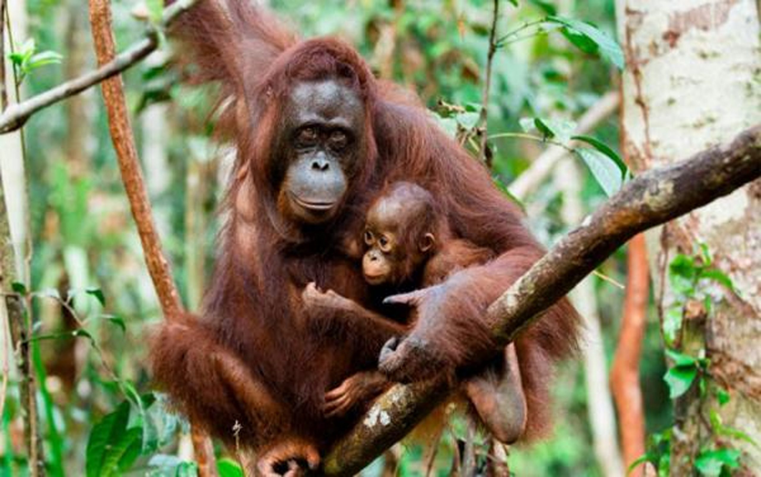 MPOGCF komited sokong pemuliharaan Orangutan