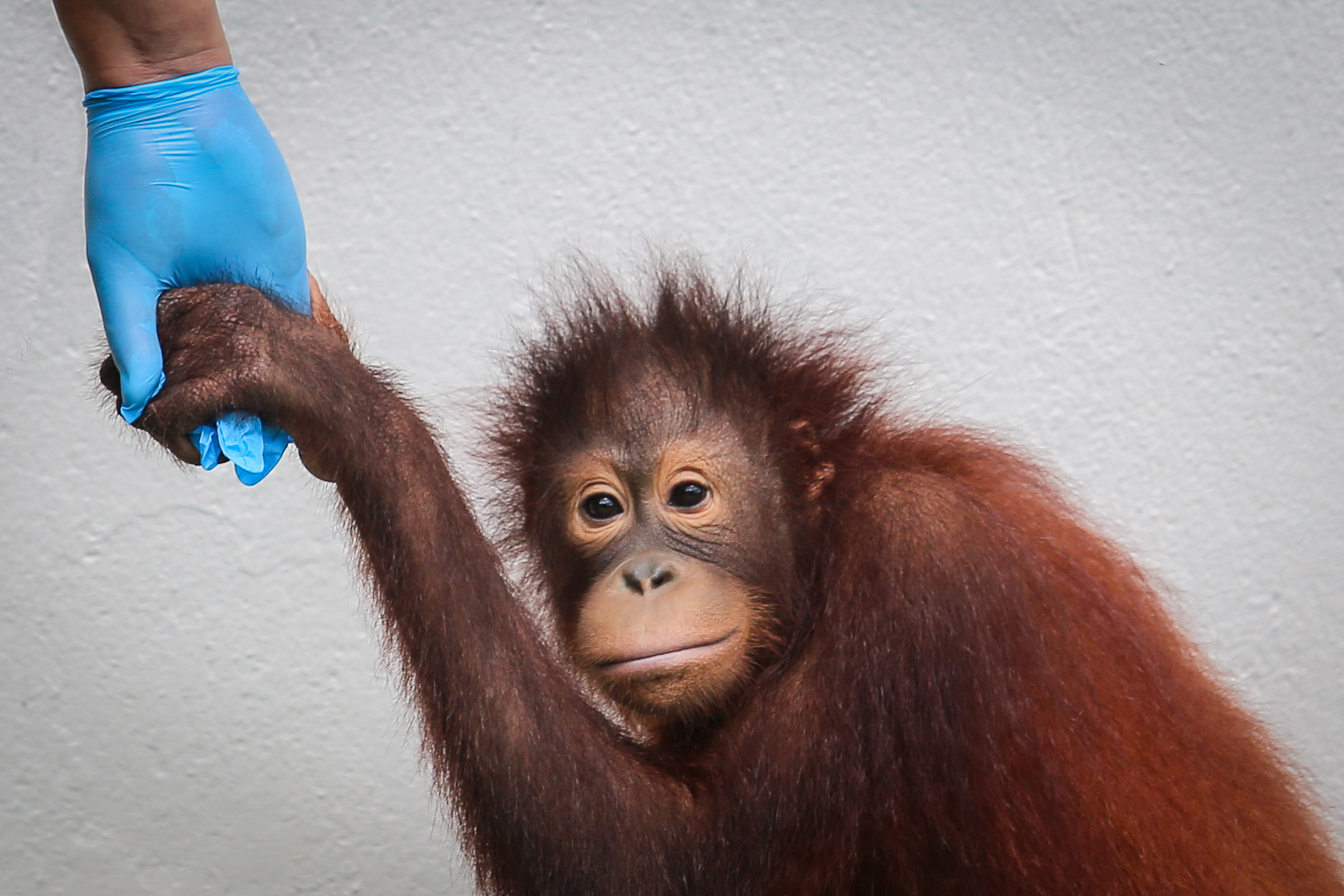 Malaysia orangutan programme says donations eligible for tax relief