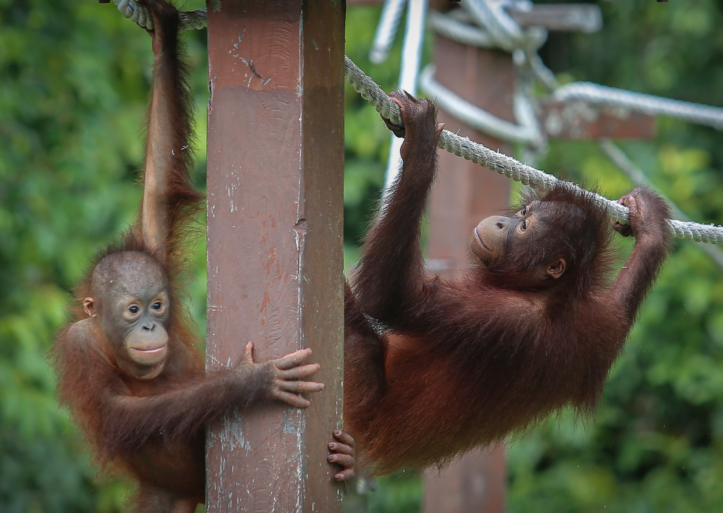 Penyumbang dana Program Diplomasi Orang Utan dapat pelepasan cukai