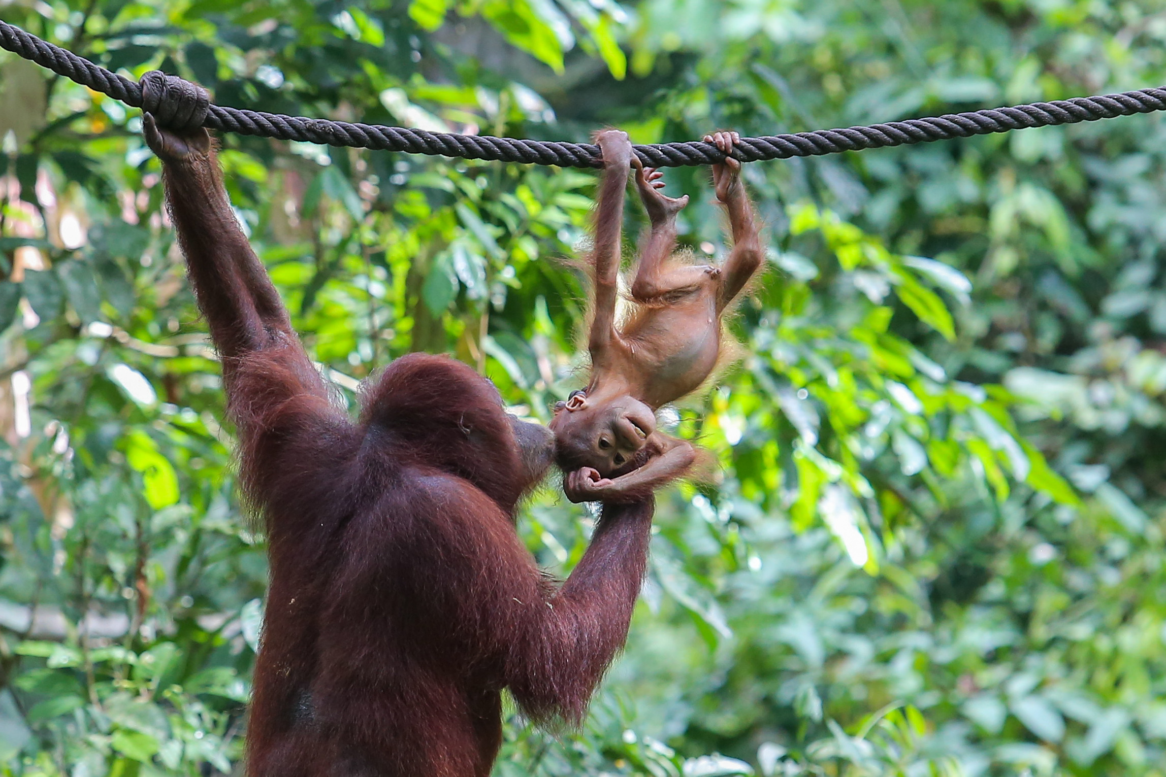 Malaysia to adopt in-situ approach to orangutan conservation