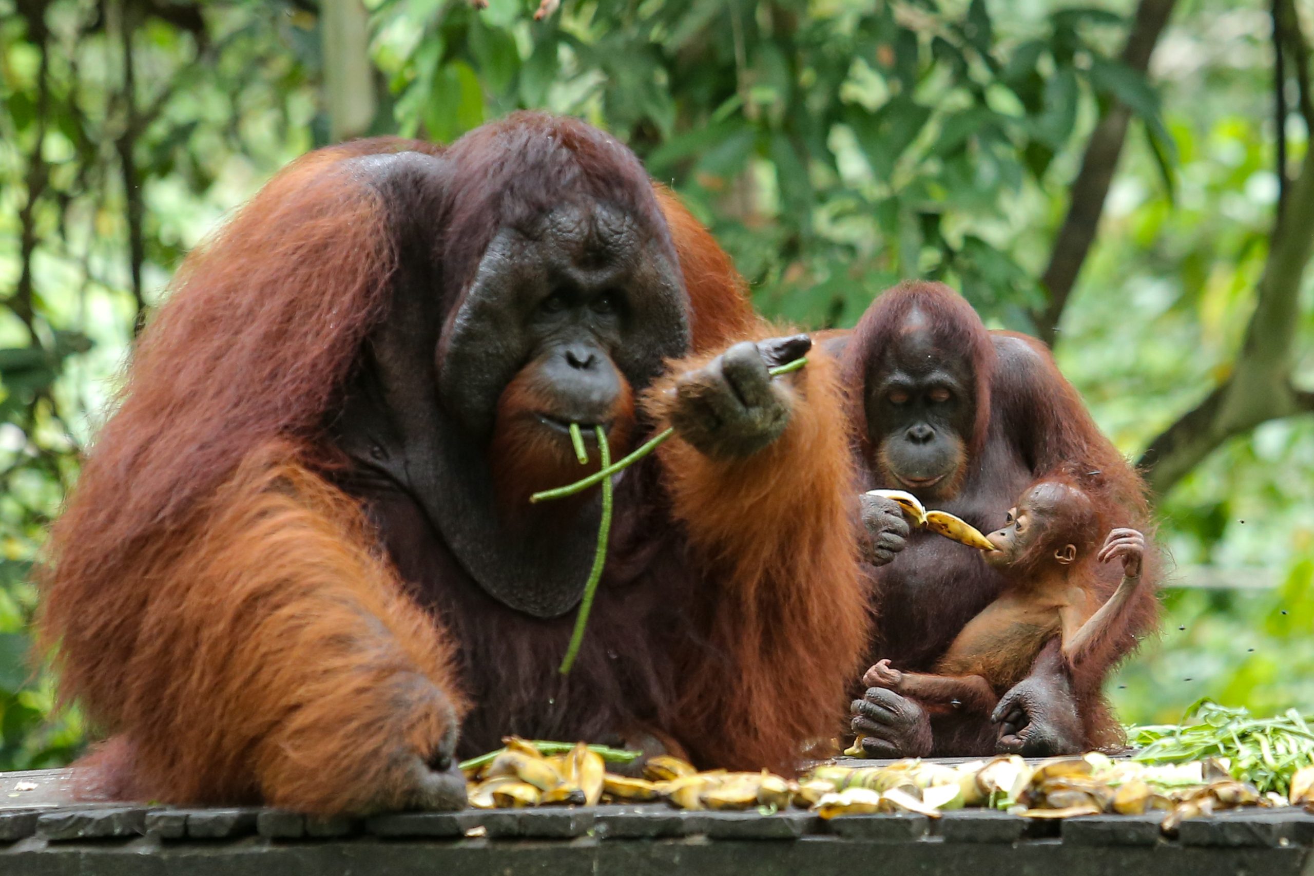 Support conservation of endangered orangutans and enjoy tax exemptions, says Malaysian palm oil foundation