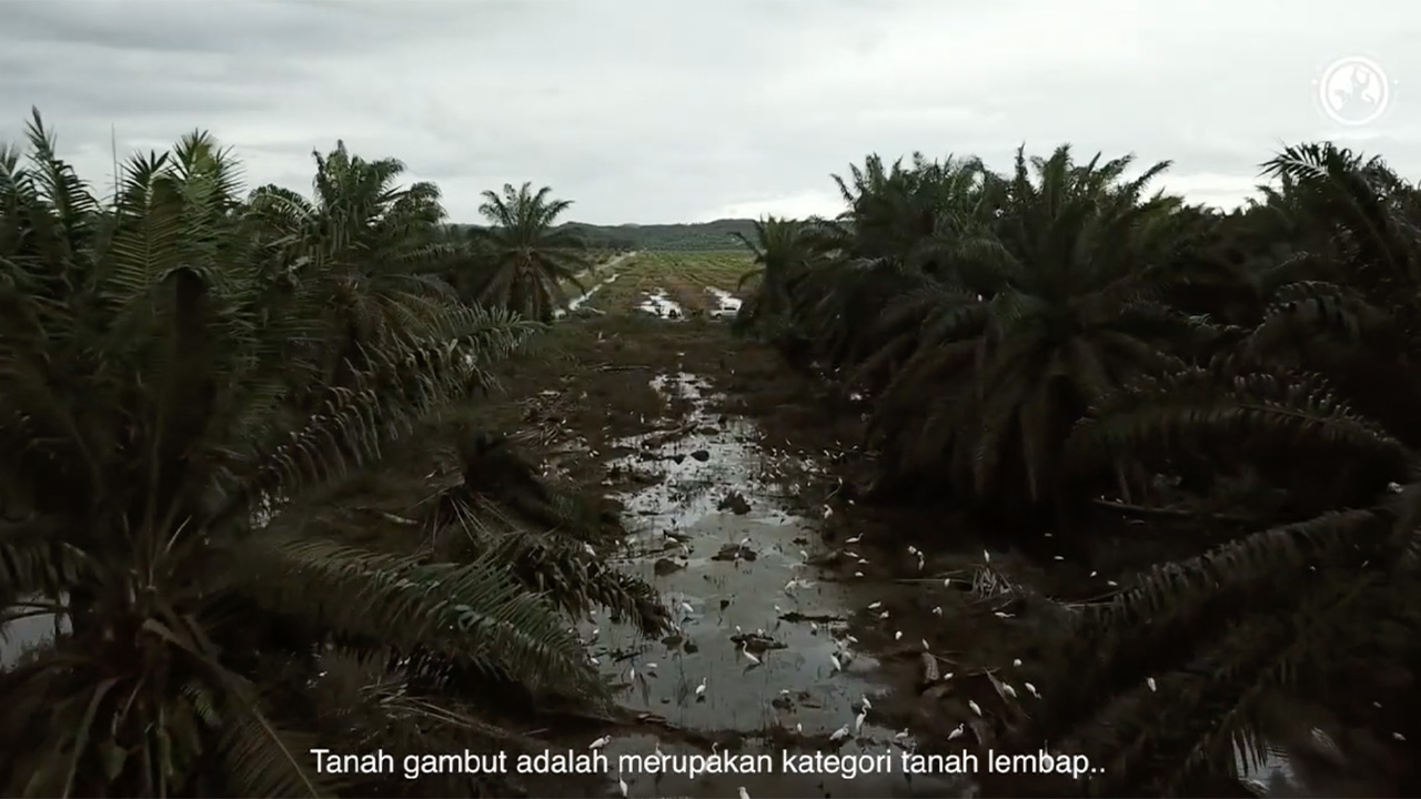 Documentary Development of Peat Rehabilitation Model for Sarawak Region